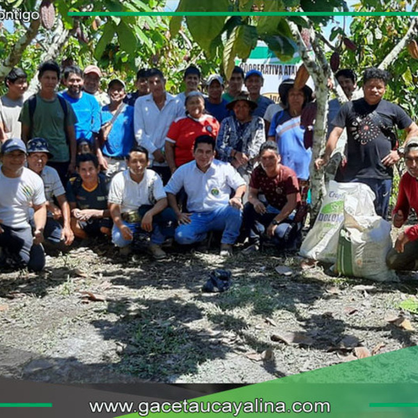 Cacaoteros combaten plaga con apoyo técnico articulado y constante en Sepahua