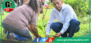 Siembran ungurahui para cuidar la tierra y biodiversidad en Sepahua