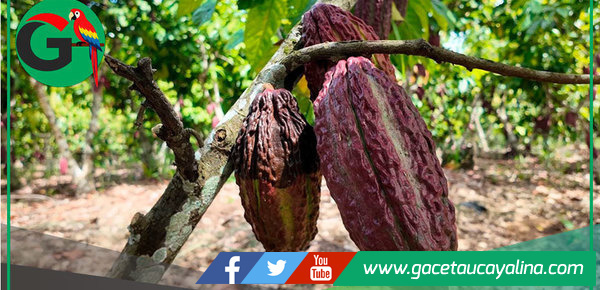 Cacao peruano conquista nuevos mercados internacionales en 2025