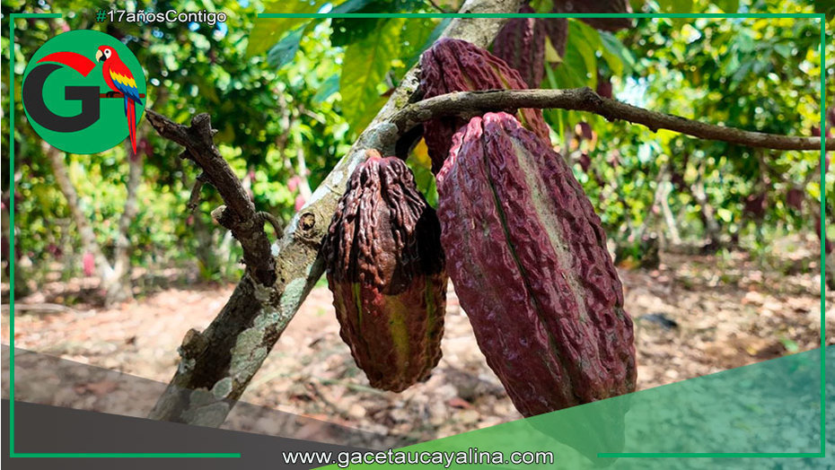 Cacao peruano conquista nuevos mercados internacionales en 2025