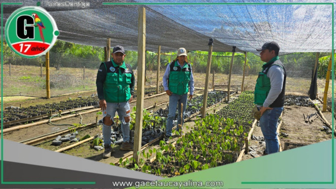 Huánuco lanza ambicioso plan de reforestación en el Valle del Monzón tras décadas de cultivo ilegal de coca