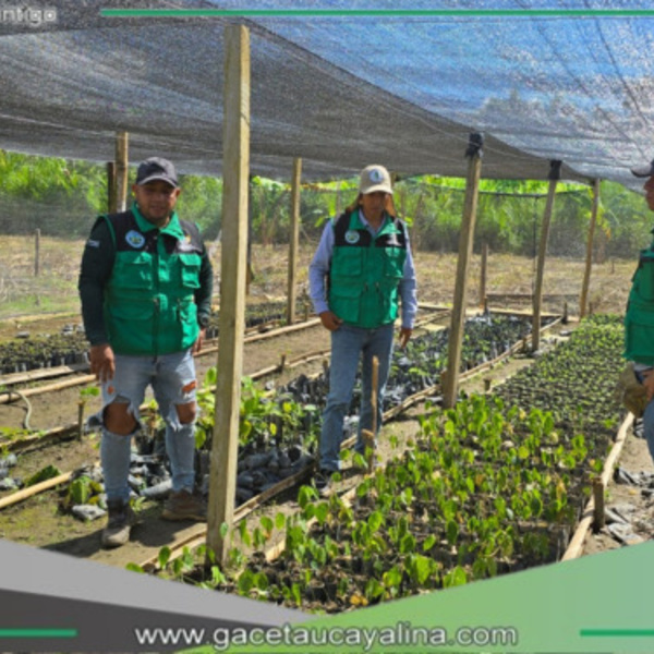 Huánuco lanza ambicioso plan de reforestación en el Valle del Monzón tras décadas de cultivo ilegal de coca