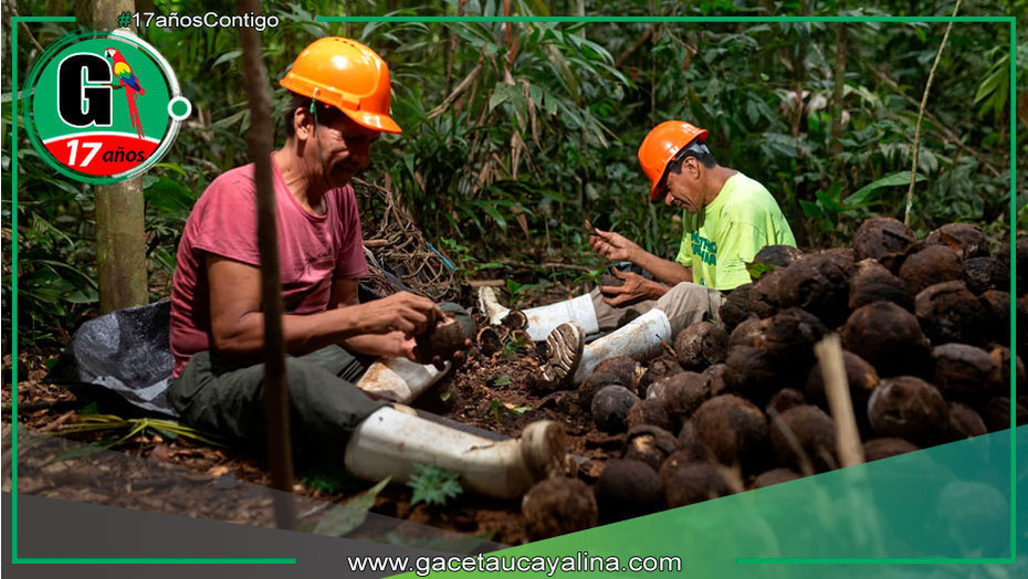 Madre de dios: Apoyo psicosocial fortalece a castañeros y la protección de los bosques