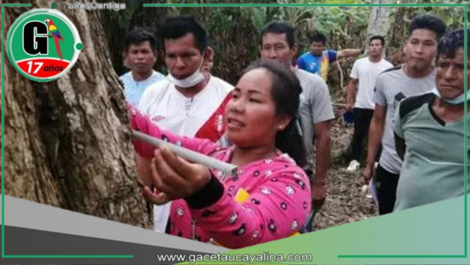 Productores y pueblos indígenas protegen 70,000 hectáreas de bosques en Huánuco y Ucayali