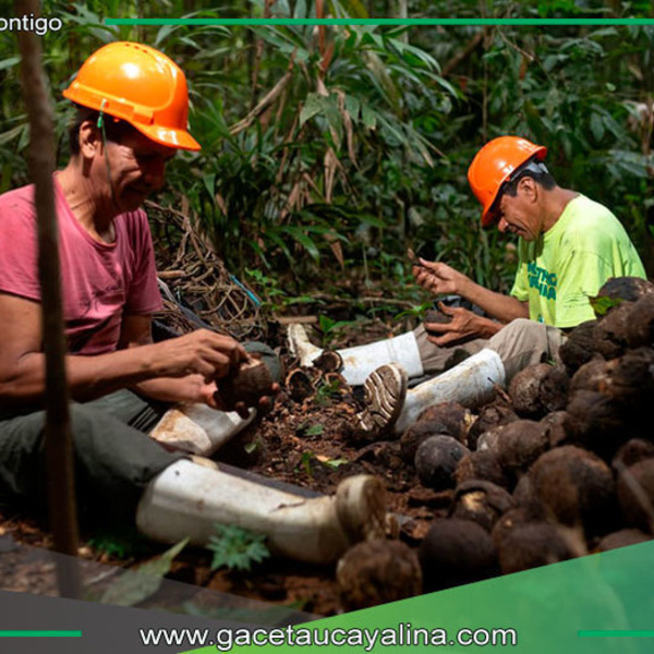 Madre de dios: Apoyo psicosocial fortalece a castañeros y la protección de los bosques