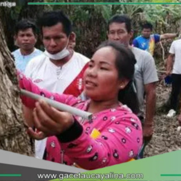 Productores y pueblos indígenas protegen 70,000 hectáreas de bosques en Huánuco y Ucayali