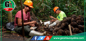 Madre de dios: Apoyo psicosocial fortalece a castañeros y la protección de los bosques
