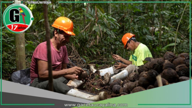 Apoyo emocional fortalece la sostenibilidad forestal entre recolectores de castaña en Madre de Dios