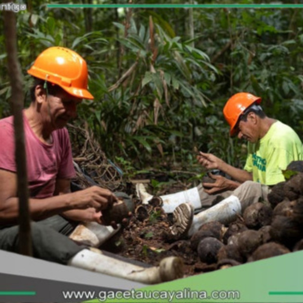 Apoyo emocional fortalece la sostenibilidad forestal entre recolectores de castaña en Madre de Dios