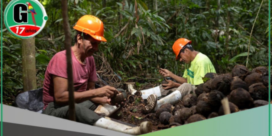 Apoyo emocional fortalece la sostenibilidad forestal entre recolectores de castaña en Madre de Dios