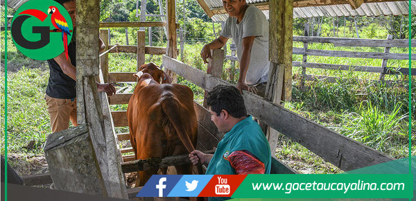 Sepahua potencia su ganadería con genética bovina de Brasil