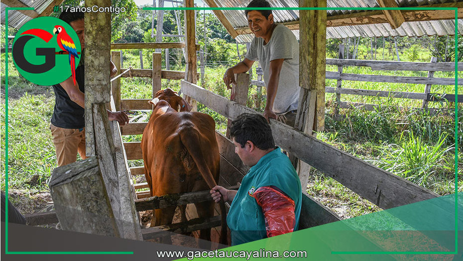 Sepahua potencia su ganadería con genética bovina de Brasil