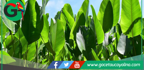 El bijao: la planta amazónica que conserva la tradición y combate el plástico