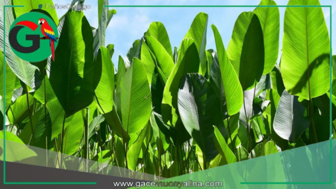 El bijao: la planta amazónica que conserva la tradición y combate el plástico