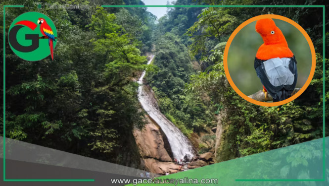 Ucayali estrena el Área de Conservación Regional “Velo de la Novia” con más de 14 mil hectáreas de biodiversidad