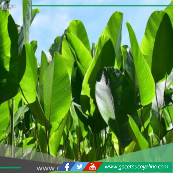 El bijao: la planta amazónica que conserva la tradición y combate el plástico
