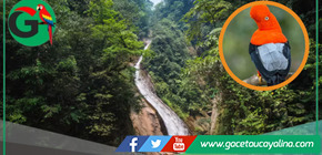 Ucayali estrena el Área de Conservación Regional “Velo de la Novia” con más de 14 mil hectáreas de biodiversidad