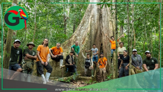 Día de los Bosques Tropicales: expertos escalan árboles gigantes en Madre de Dios para proteger la vida desde las alturas