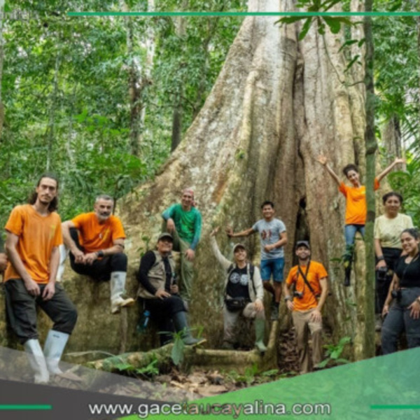 Día de los Bosques Tropicales: expertos escalan árboles gigantes en Madre de Dios para proteger la vida desde las alturas