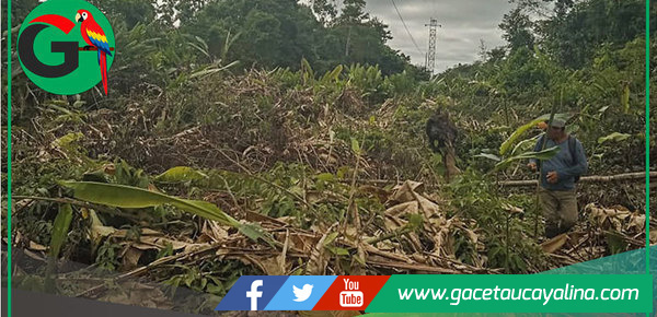 Municipalidad limpia franja eléctrica para proteger tendido en Sepahua