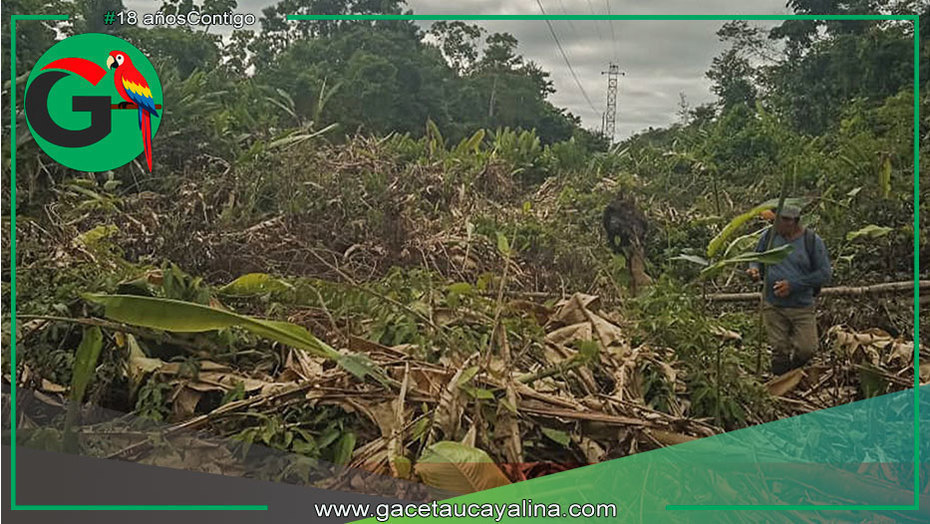 Municipalidad limpia franja eléctrica para proteger tendido en Sepahua