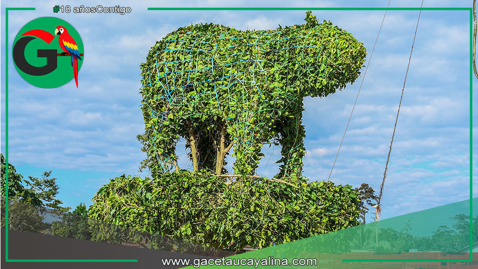 Plaza Mayor de Sepahua luce ficus podados como esculturas naturales vivas