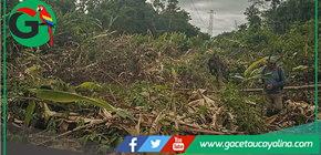 Municipalidad limpia franja eléctrica para proteger tendido en Sepahua