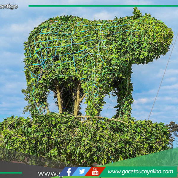 Plaza Mayor  de Sepahua luce ficus podados como esculturas naturales vivas