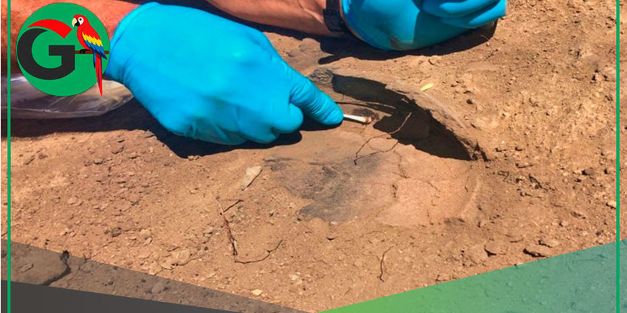 Arqueólogos hallan evidencia de cacao milenario en Amazonas peruano