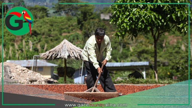 Selva y costa impulsan el liderazgo del Perú en agroexportaciones mundiales