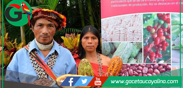 El Perú celebra cacao milenario con producción sostenible y única