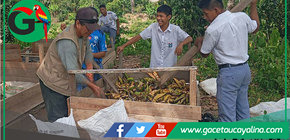Sepahua impulsa compostaje para reducir contaminación y fortalecer agricultura