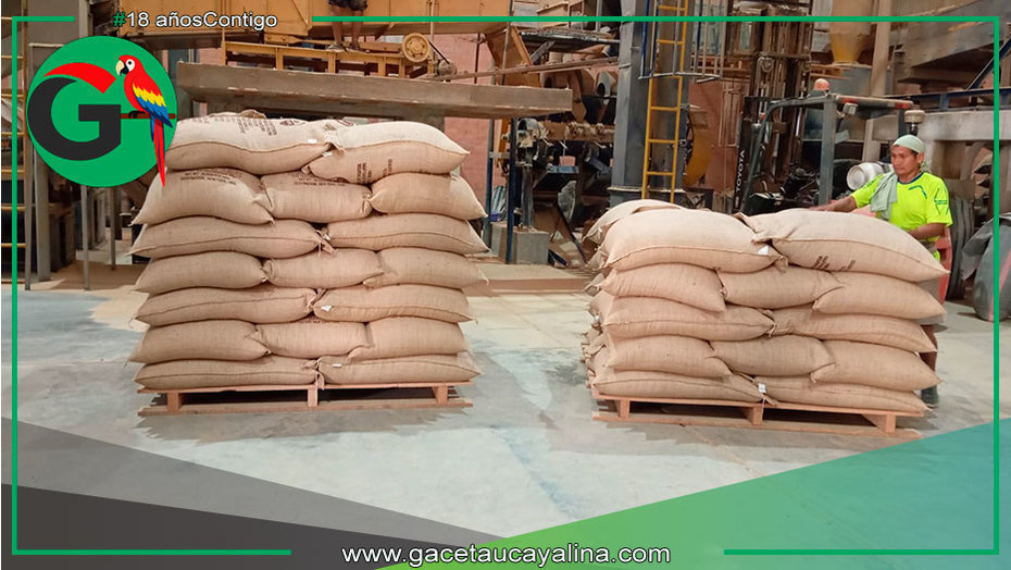 Ucayali celebra exportación histórica de café orgánico de calidad