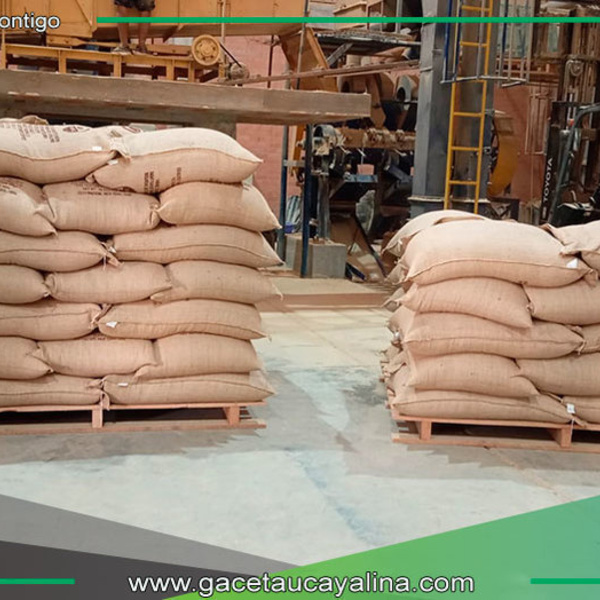 Ucayali celebra exportación histórica de café orgánico de calidad