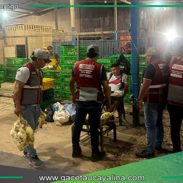 Municipio decomisa pollos e interviene estructuras en operativo de limpieza en Pucallpa