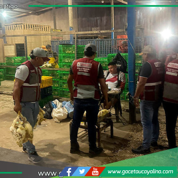Municipio decomisa pollos e interviene estructuras en operativo de limpieza en Pucallpa