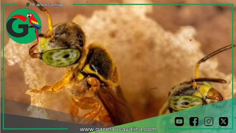 Deforestación amenaza hábitats de abejas sin aguijón en Amazonía
