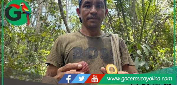 Aguaje se convierte en motor de desarrollo para comunidad amazónica sostenible