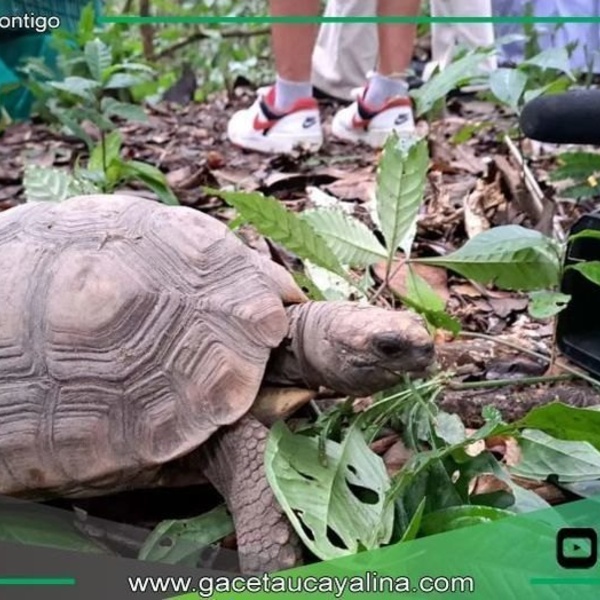 Liberan tortugas y añujes tras rescate del comercio ilegal amazónico