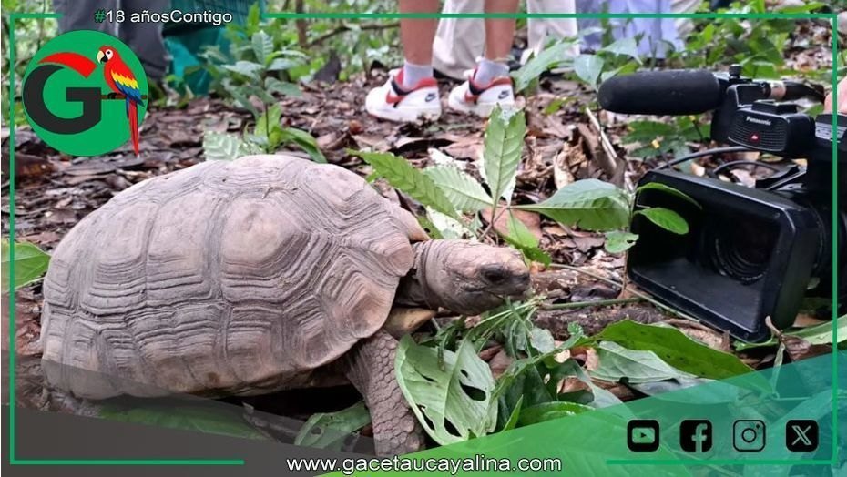 Liberan tortugas y añujes tras rescate del comercio ilegal amazónico