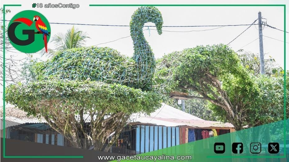 Sepahua transforma ficus en arte vivo con poda decorativa