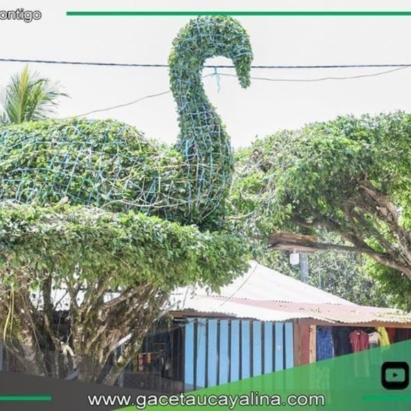 Sepahua transforma ficus en arte vivo con poda decorativa