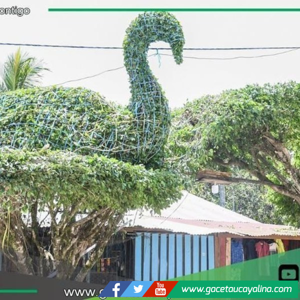 Sepahua transforma ficus en arte vivo con poda decorativa