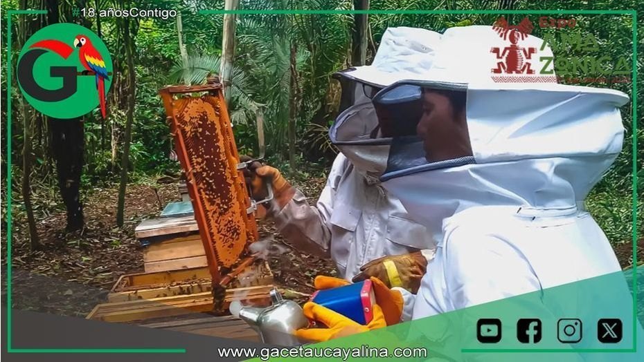 Programa Bosques impulsa apicultura rentable y protege la Amazonía peruana en Purús