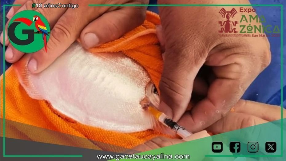 IIAP impulsa reproducción artificial de palometa para acuicultura amazónica
