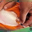 IIAP impulsa reproducción artificial de palometa para acuicultura amazónica