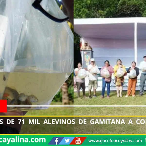 Entregan más de 71 mil alevinos de gamitana a comunidades de Loreto
