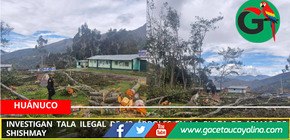 Investigan tala ilegal de 43 árboles en la Plaza de Armas de Shishmay