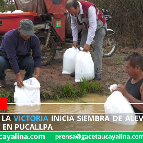 Asociación La Victoria inicia siembra de alevinos con Procompite en Pucallpa