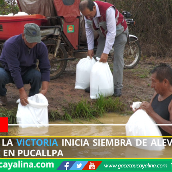 Asociación La Victoria inicia siembra de alevinos con Procompite en Pucallpa
